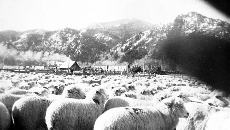 Historic Sheep